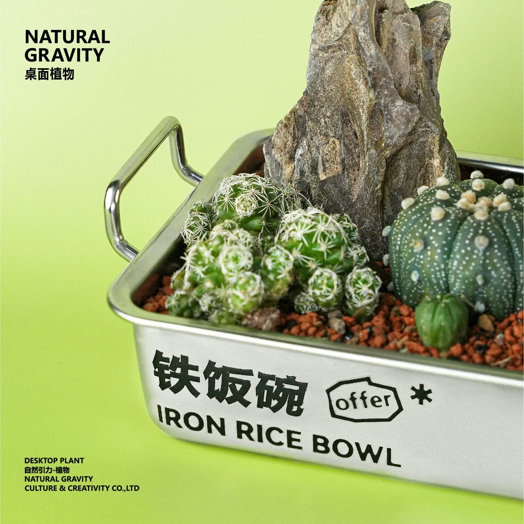 自然引力-铁饭碗仙人掌植物创意盆栽生日毕业礼物办公室绿植礼品 - 缩略图3