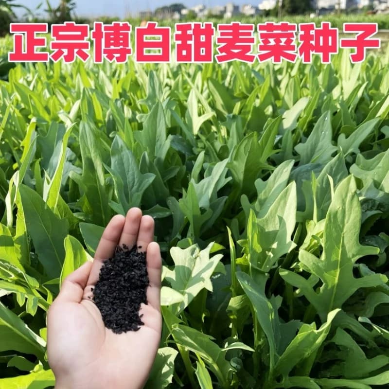 四季花芽甜麦菜种子广东甜麦菜苦麻菜籽青菜春秋季阳台蔬菜种孑籽 - 缩略图2