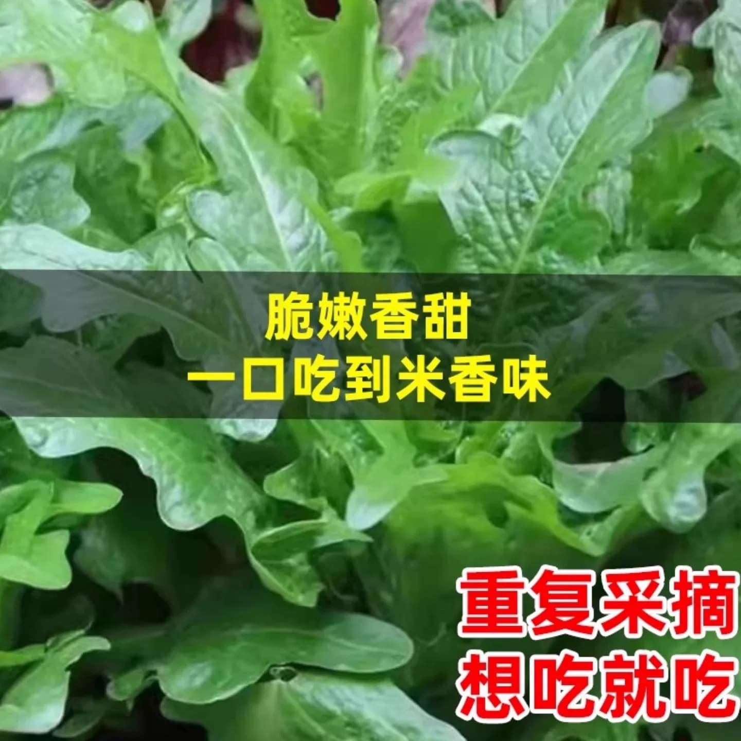 四季花芽甜麦菜种子广东甜麦菜苦麻菜籽青菜春秋季阳台蔬菜种孑籽 - 缩略图4