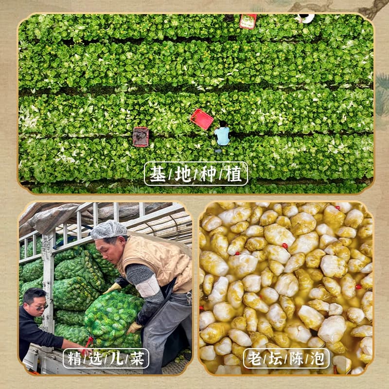 木鱼山泡儿菜七可泡儿菜四川泡菜老坛腌制泡菜下饭菜酸菜大头菜 - 缩略图4