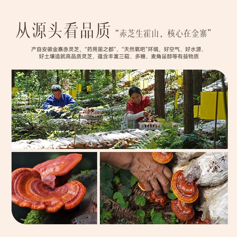 御沁品破壁灵芝孢子粉灵芝孢子油中老年送长辈官方旗舰店正品60袋 - 缩略图3