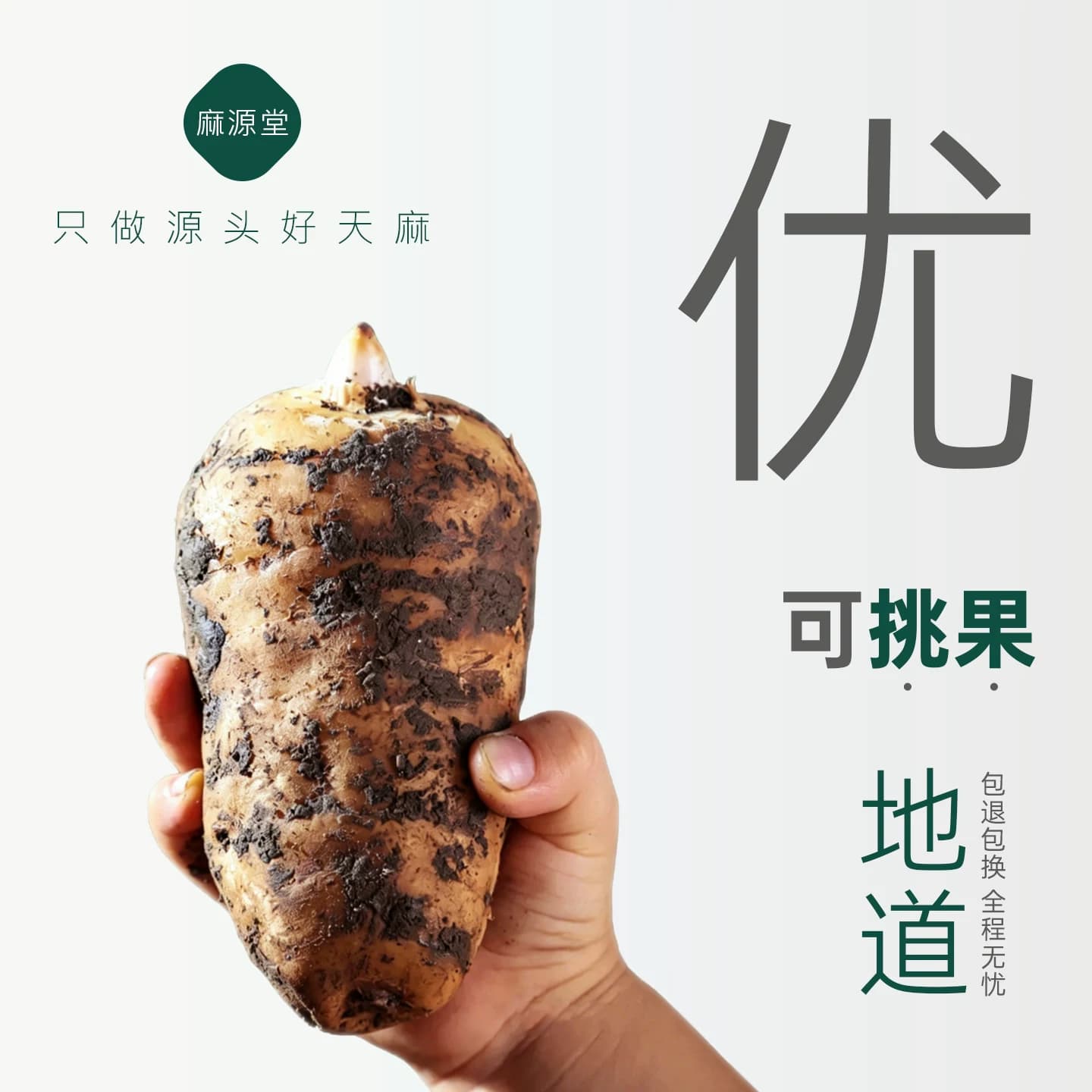 新鲜天麻云南昭通乌天麻正宗小草坝新鲜天麻中药材正品官方旗舰店 - 缩略图5