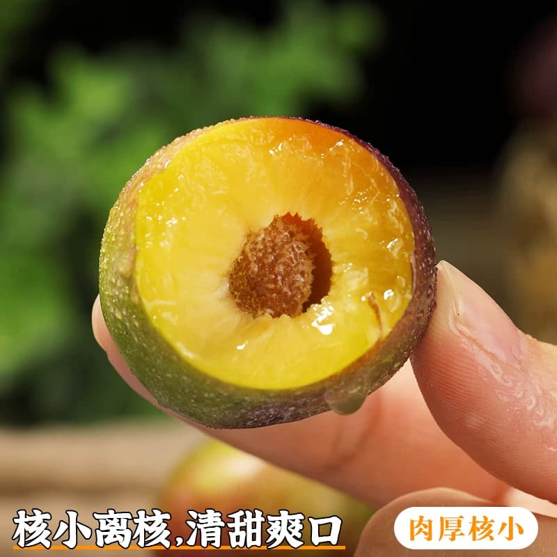 正宗四川五月脆李5斤当季新鲜水果红脆脱骨李子脆甜蜂糖凤凰整箱 - 缩略图4