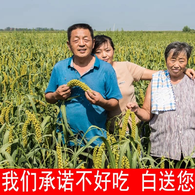 【10斤】新米糯香山东龙山小米脂粥小黄米特新米谷农家级新米粥袋 - 缩略图3