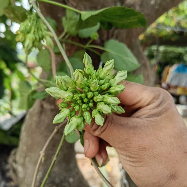 食用夜香花千里香夜兰花阳台楼顶爬藤植物   广西南宁基地直发 - 缩略图4
