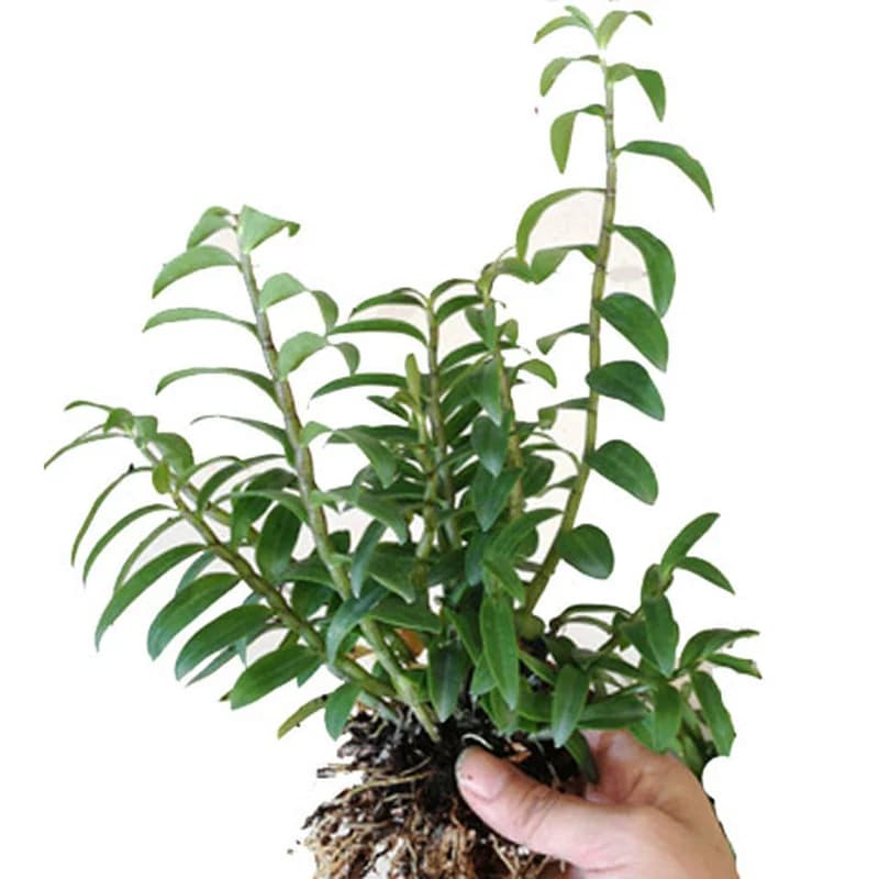 正宗雁荡山红杆铁皮石斛苗可食用枫斗新鲜鲜条盆栽室内种植易活 - 缩略图5