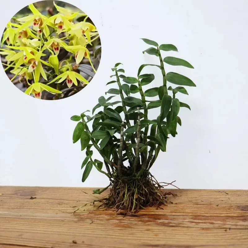 正宗雁荡山红杆铁皮石斛苗可食用枫斗新鲜鲜条盆栽室内种植易活 - 缩略图3