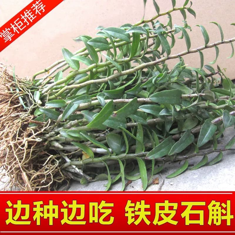 正宗雁荡山红杆铁皮石斛苗可食用枫斗新鲜鲜条盆栽室内种植易活 - 缩略图4