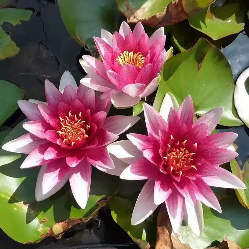 大睡莲根块睡莲花水培植物四季莲花盆栽水养荷花睡莲根茎耐寒鱼缸 - 缩略图3