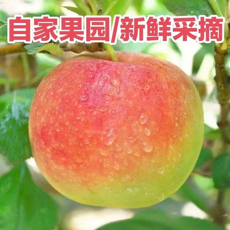 芭芭农场兑换陕西嘎啦苹果2.5斤装单果65mm多汁新鲜自提脆甜种植 - 缩略图4