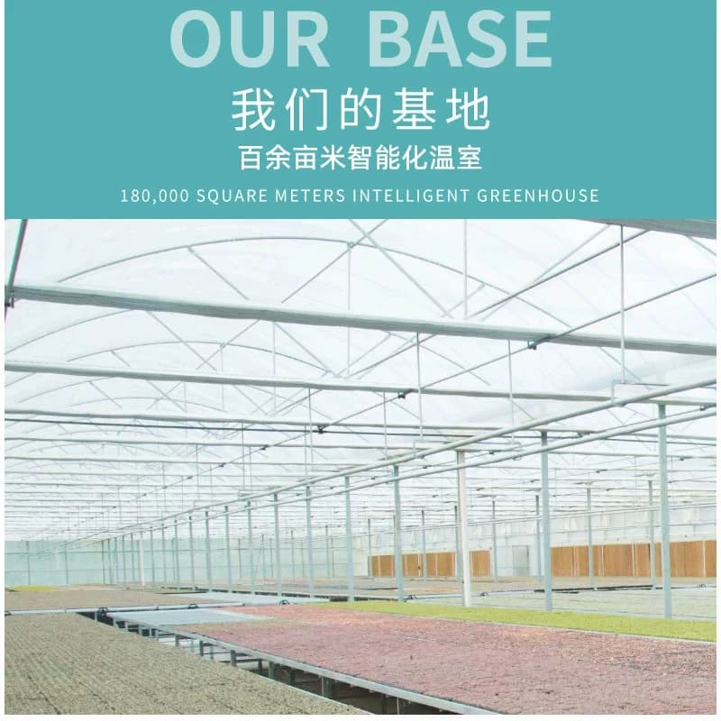 多肉植物室内小盆栽大颗好养绿植物花卉室内外易存活 - 缩略图4