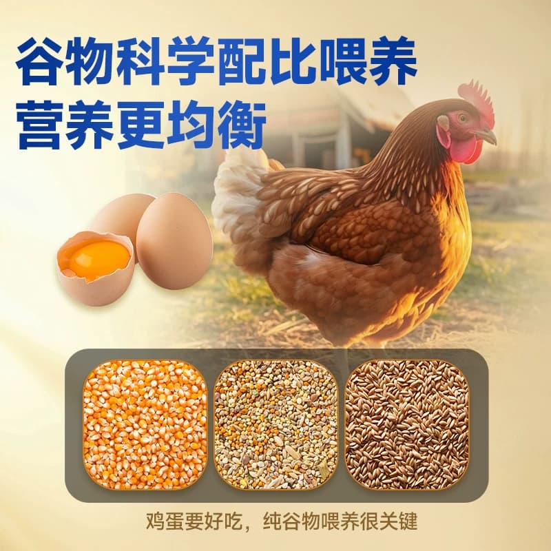 可生食鸡蛋鲜鸡蛋营养早餐鸡蛋康大无沙门氏菌高品质蛋谷物喂养 - 缩略图4
