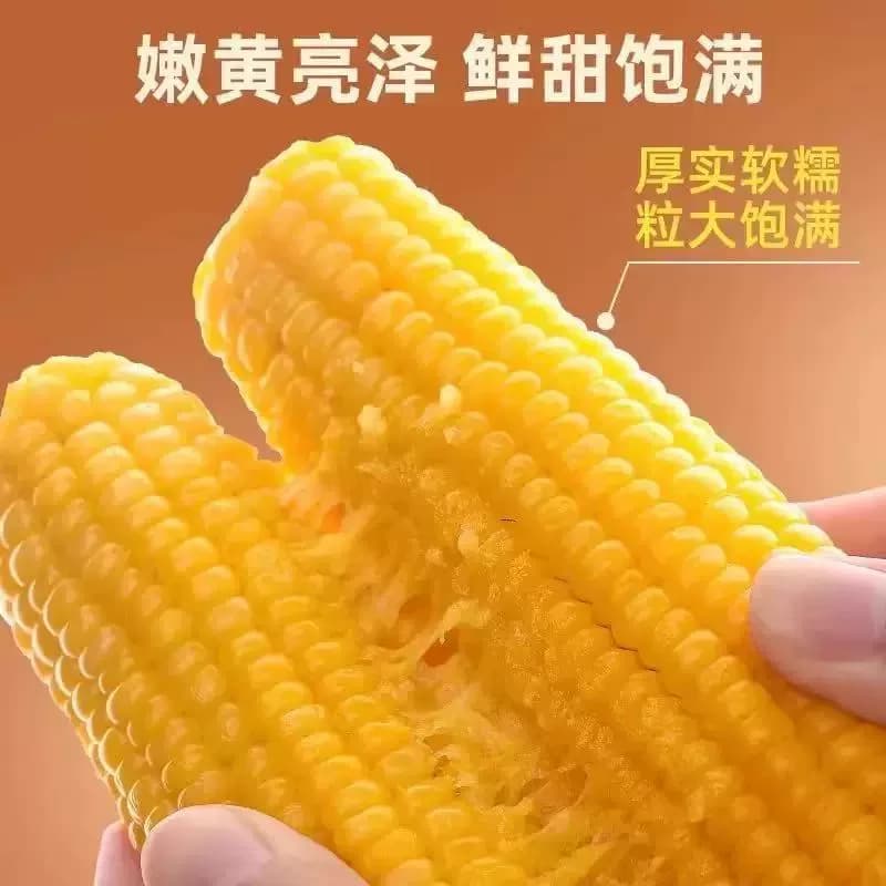 东北黄糯玉米当季粗粮主食软糯黄低脂轻食代餐真空健康生鲜香甜 - 缩略图4