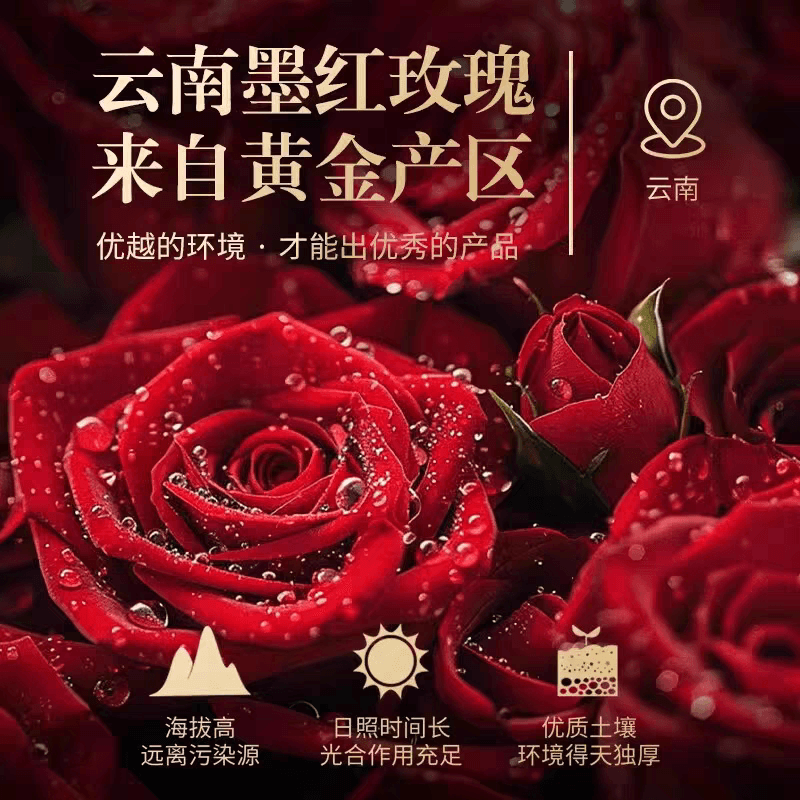 墨红玫瑰低温冻干锁鲜工艺云南原产头茬新采花大朵疏解花草养生茶 - 缩略图2