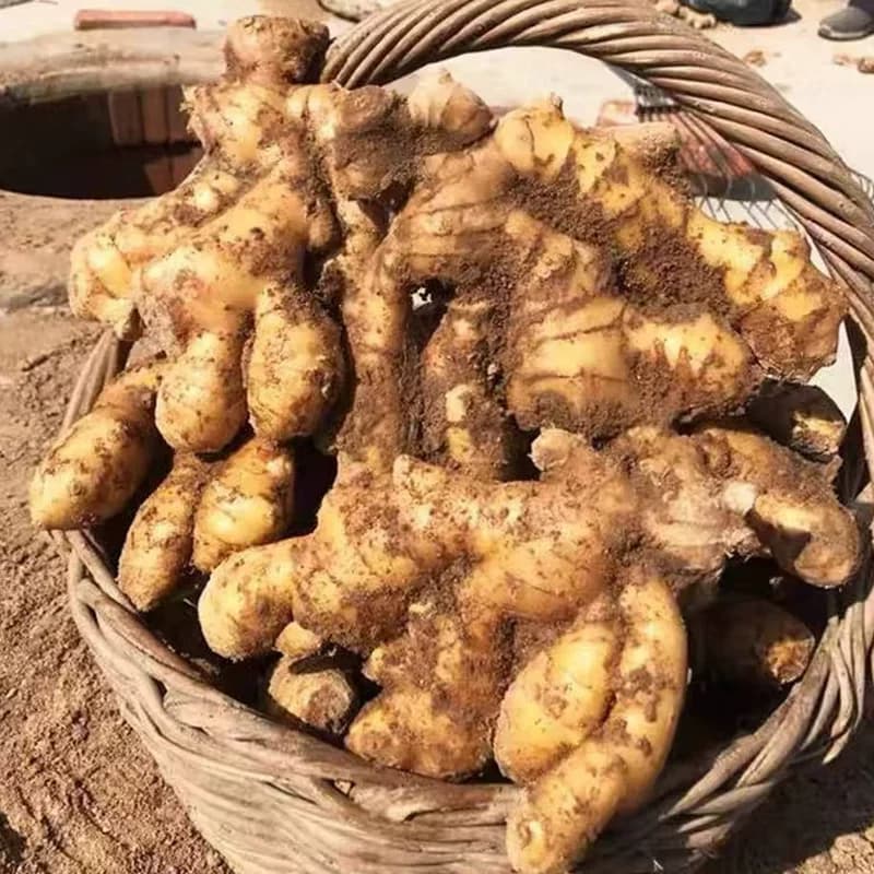 山东特产生姜大黄姜新鲜辛的大块姜1斤3斤5斤包邮农场当季食用 - 缩略图4