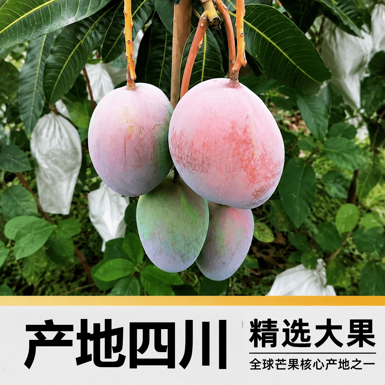 新欢新鲜水果凯特芒单果600g+ - 缩略图4