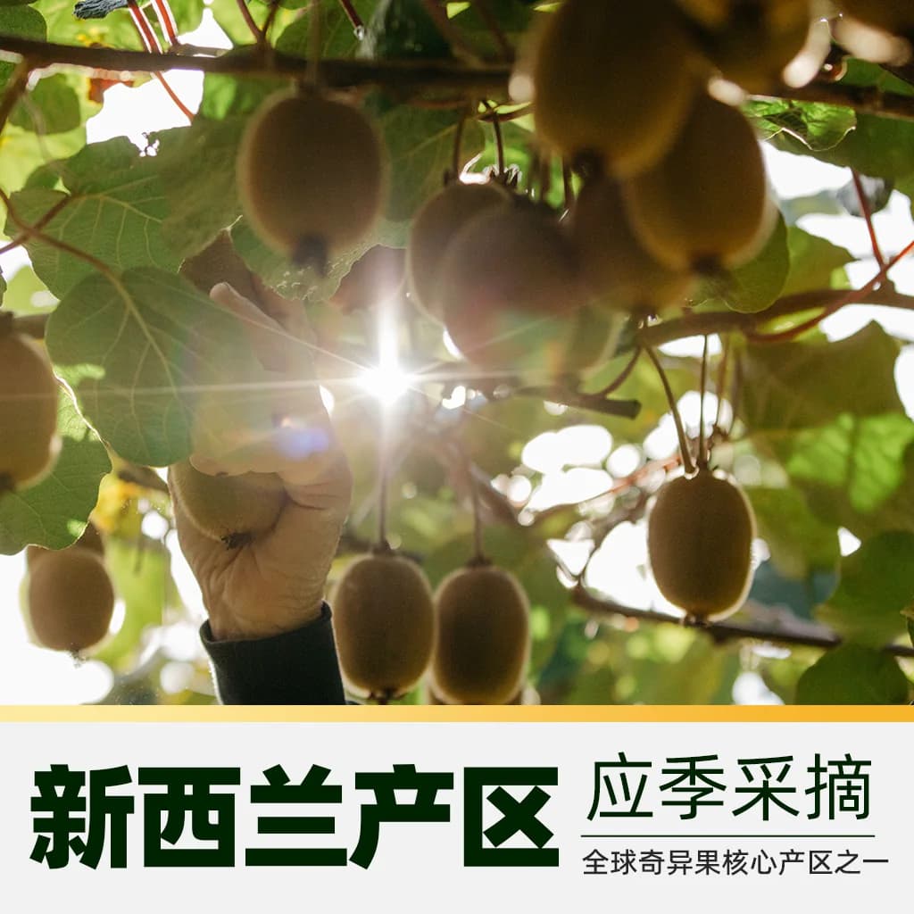 【下拉跳转更优惠】佳沛进口金奇异果大果中秋送礼礼盒装当季水果 - 缩略图3