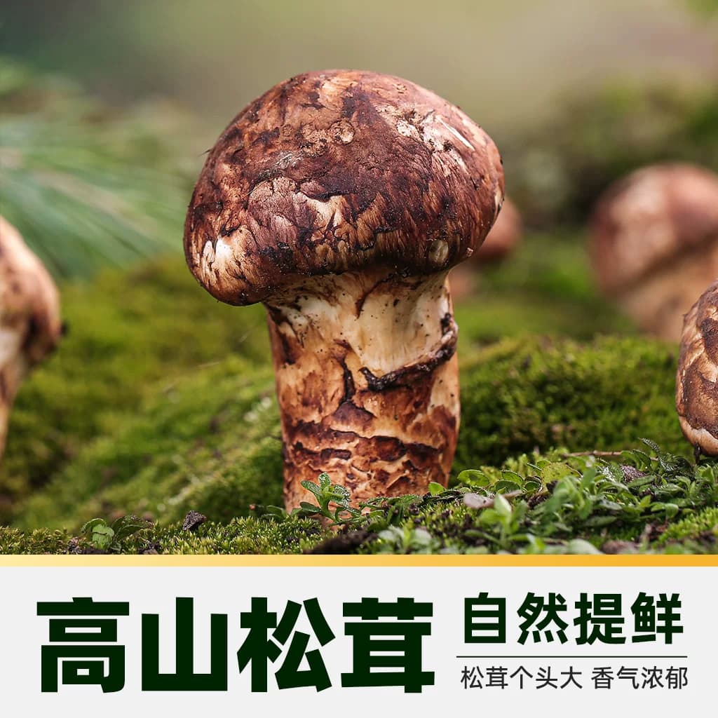 猫超臻选松茸特级生抽酿造酱油0添加520ml*1瓶凉拌炒菜红烧 - 缩略图3