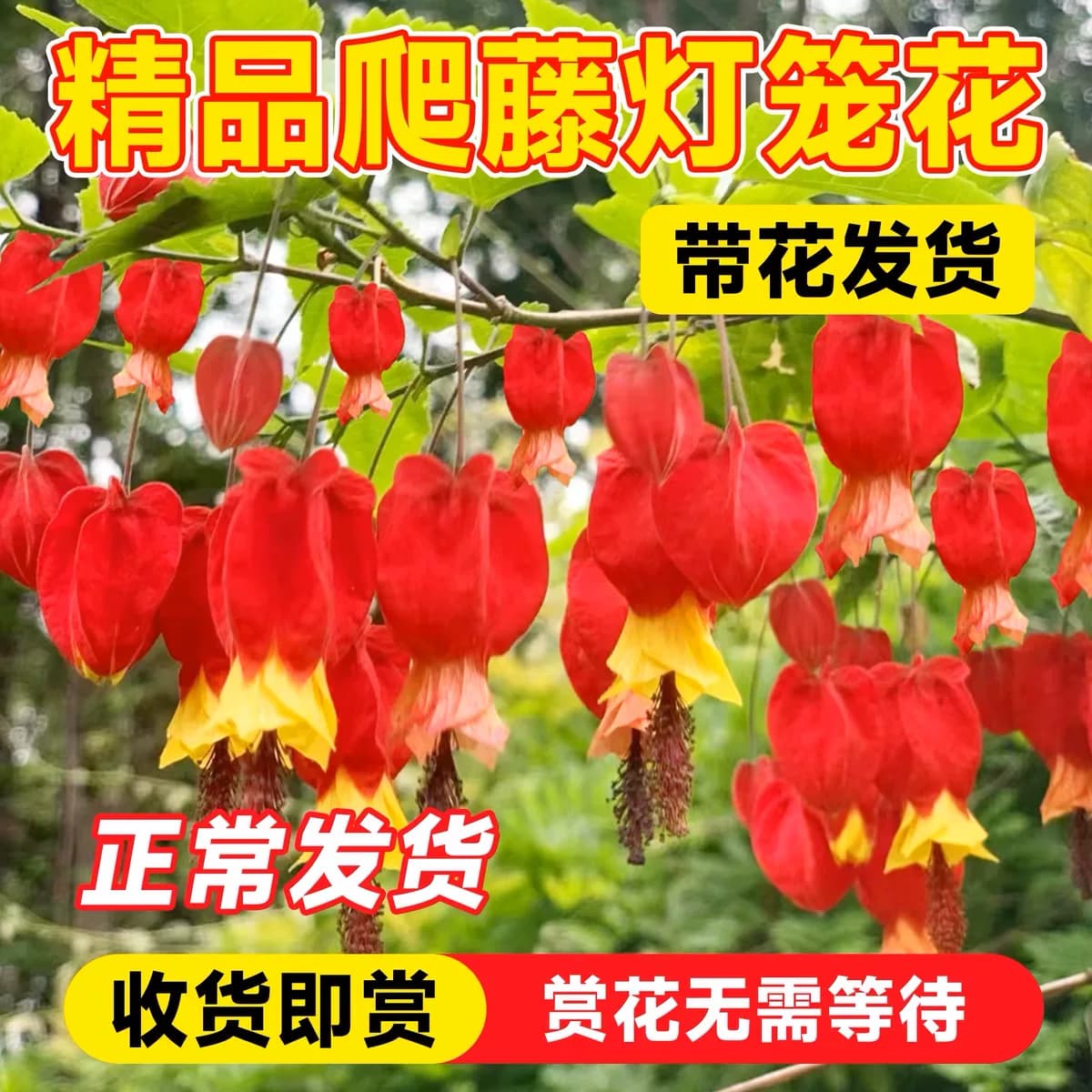灯笼花藤本爬藤植物盆栽蔓性风铃花室内外庭院观花绿植四季好养 - 缩略图2