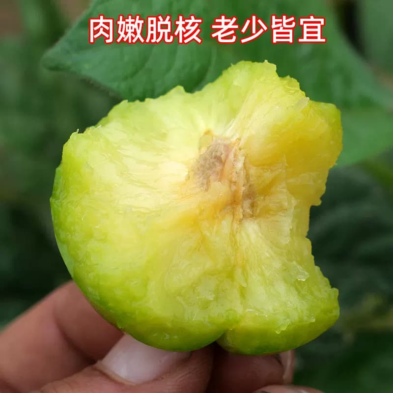 蜂糖李新鲜水果李子陕西当季时令青脆李现摘现发脱骨甜李孕妇正宗 - 缩略图3
