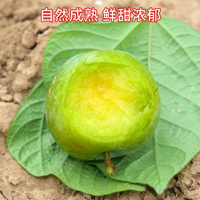 蜂糖李新鲜水果李子陕西当季时令青脆李现摘现发脱骨甜李孕妇正宗 - 缩略图4