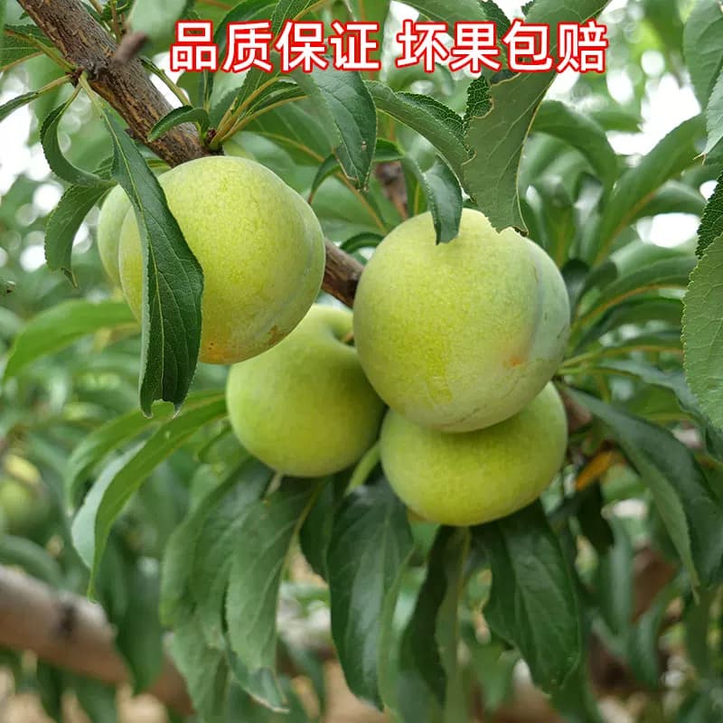 蜂糖李新鲜水果李子陕西当季时令青脆李现摘现发脱骨甜李孕妇正宗 - 缩略图2