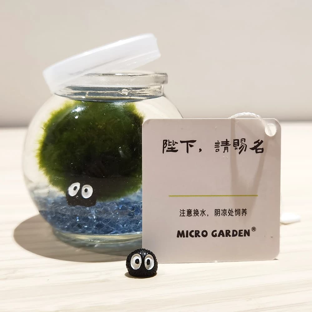 绿藻球生态瓶微观绿植桌面宠物情绪稳定植物情人节礼物趣味水草 - 缩略图2
