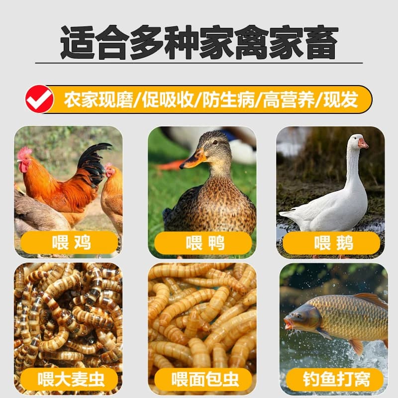 小麦麸皮新鲜喂鸡鸭鹅黄粉虫面包虫粗细饲料原料钓鱼打窝饵料热敷 - 缩略图2