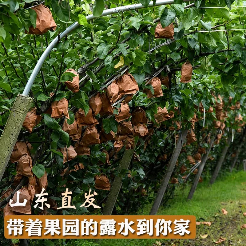 正宗山东秋月梨新鲜水果9斤当季现摘莱阳梨子大果冰糖梨整箱包邮 - 缩略图5