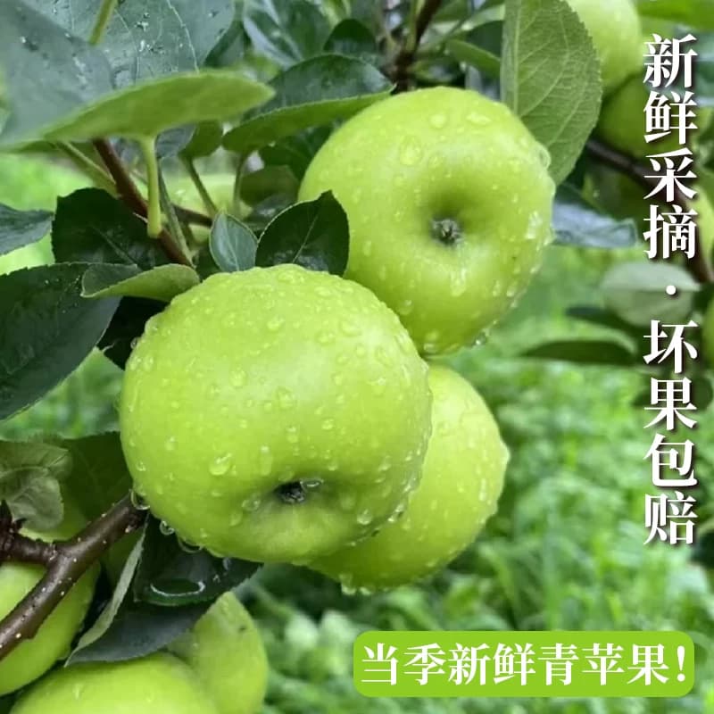 陕西青苹果新鲜水果当季现摘绿小苹果王林孕妇酸脆甜整箱9斤包邮 - 缩略图5