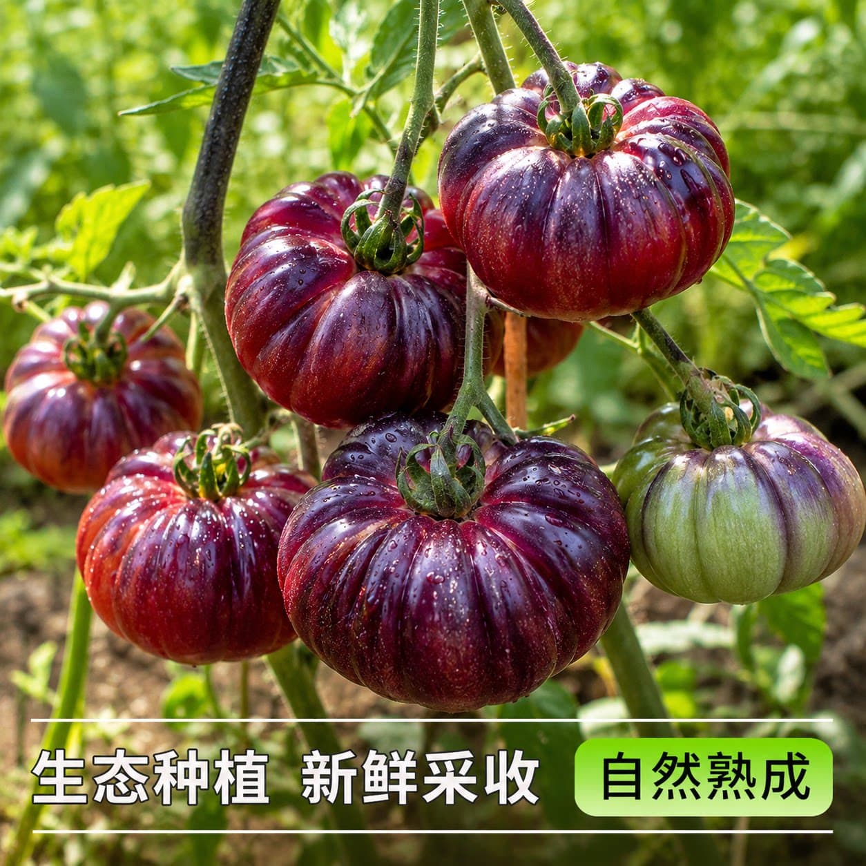山东寿光紫罗兰番茄紫元帅马蹄西红柿现摘新鲜大番茄沙瓤口感顺丰 - 缩略图3