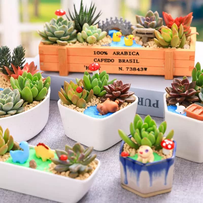 多肉微景观DIY组合盆栽多肉植物套餐材料包含盆土绿植摆件活动用 - 缩略图4