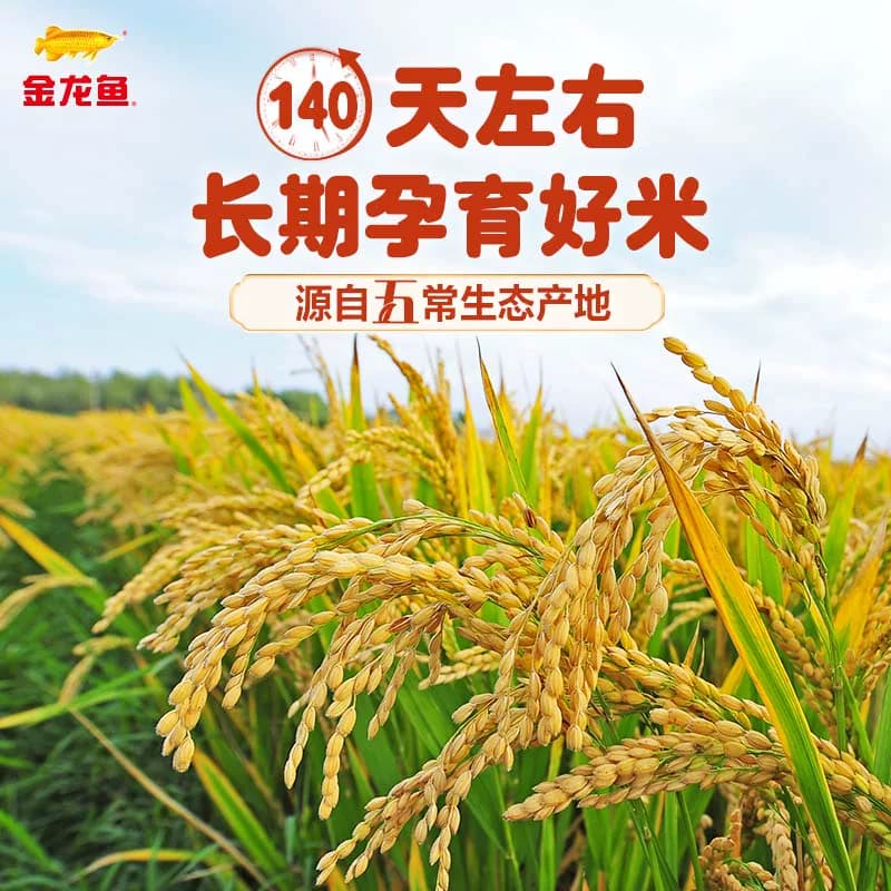 金龙鱼天赋五常大米2.5kg/5kg一年一季正宗东北大米香软弹滑家用 - 缩略图5