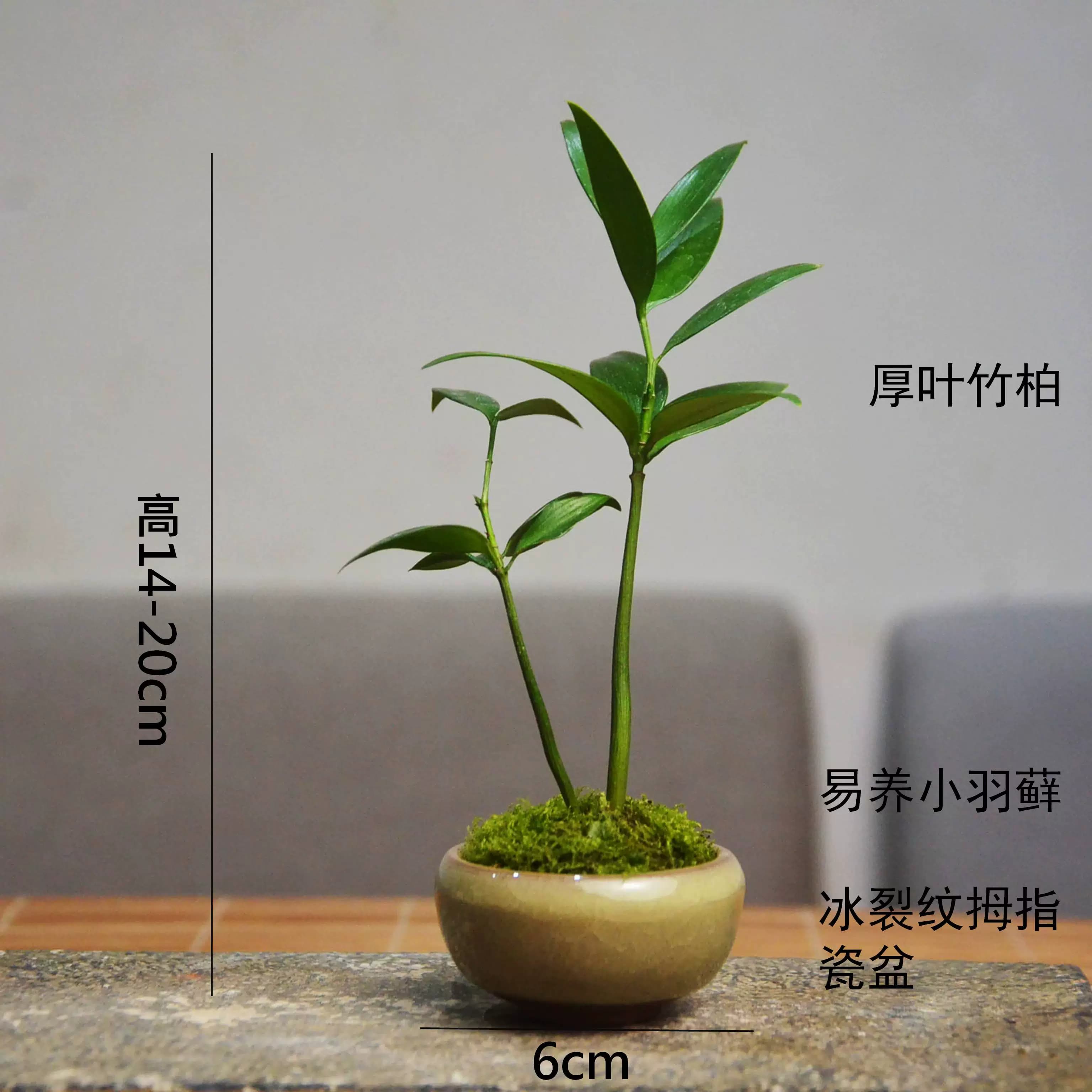 狼尾蕨老桩袖珍椰子菖蒲苔藓易养室内迷你盆栽书桌办公桌茶桌绿植 - 缩略图2