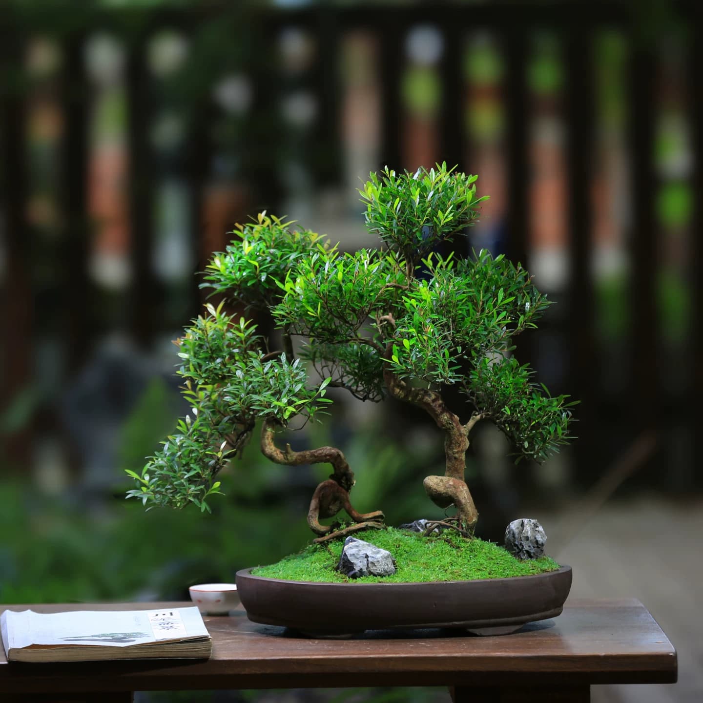 小叶赤楠老桩盆景室内造型植物茶室桌面办公室新中式楠木绿植盆栽 - 缩略图5