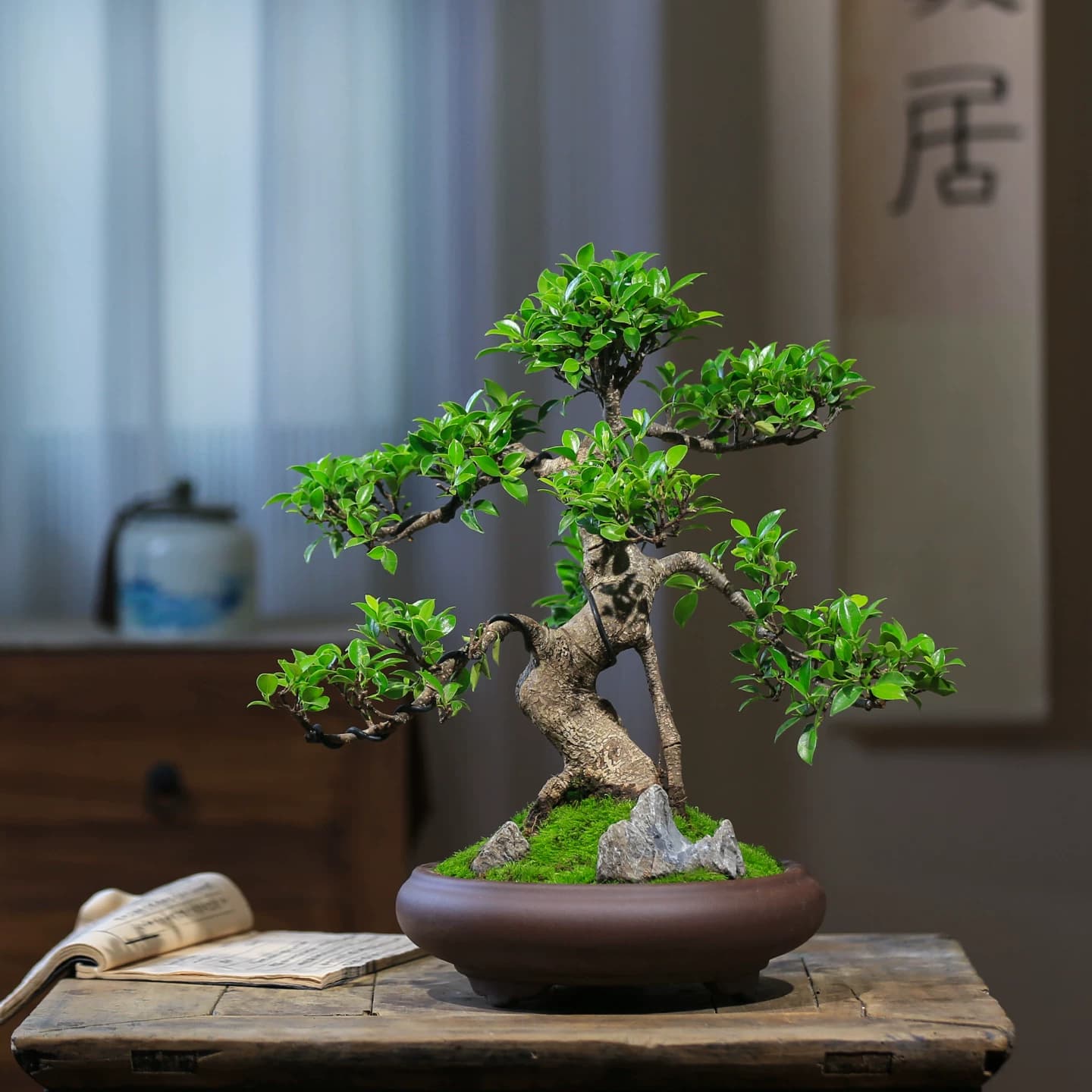 榕树老桩造型茶桌小叶榕树盆景室内中式四季常青盆栽耐阴耐寒绿植 - 缩略图3