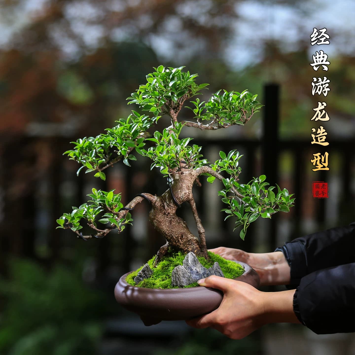 榕树老桩造型茶桌小叶榕树盆景室内中式四季常青盆栽耐阴耐寒绿植 - 缩略图4