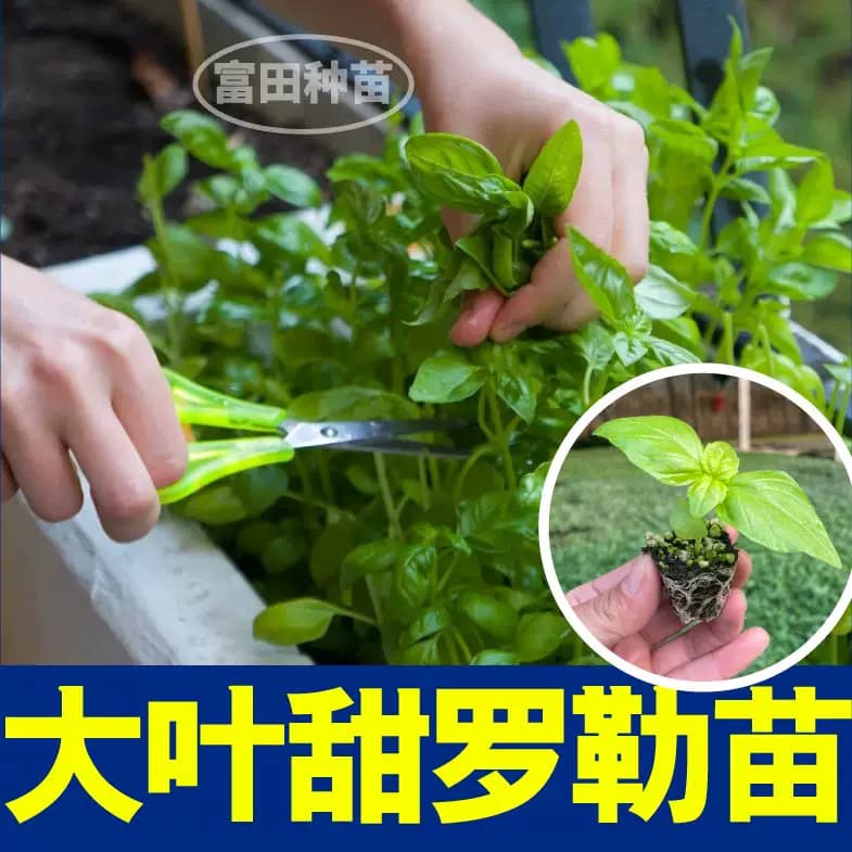 食用香料大叶甜罗勒苗秧紫罗勒金不换九层塔种子阳台观赏盆栽芳香 - 缩略图4