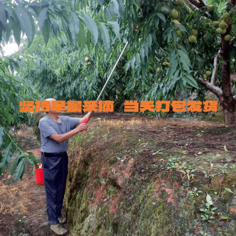 顺丰现摘河源连平上坪鹰嘴桃子新鲜水果水蜜桃5斤非云南脆甜桃10 - 缩略图4