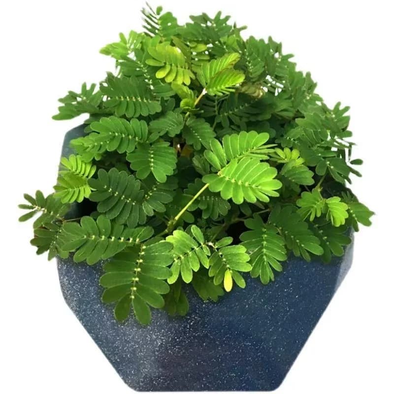 含羞草盆栽室内阳台植物四季常青幼儿园花卉怕羞害羞易种趣味 - 缩略图5