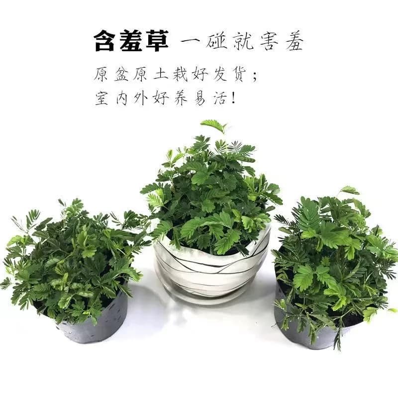 含羞草盆栽室内阳台植物四季常青幼儿园花卉怕羞害羞易种趣味 - 缩略图2