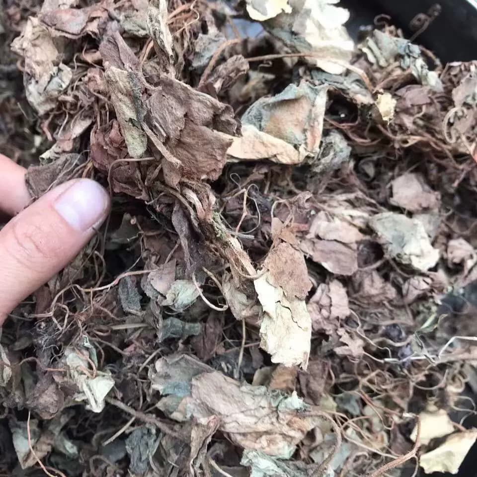 秦岭深山虎耳草干货石荷叶金线吊芙蓉老虎耳老虎草虎儿草天然无硫 - 缩略图4