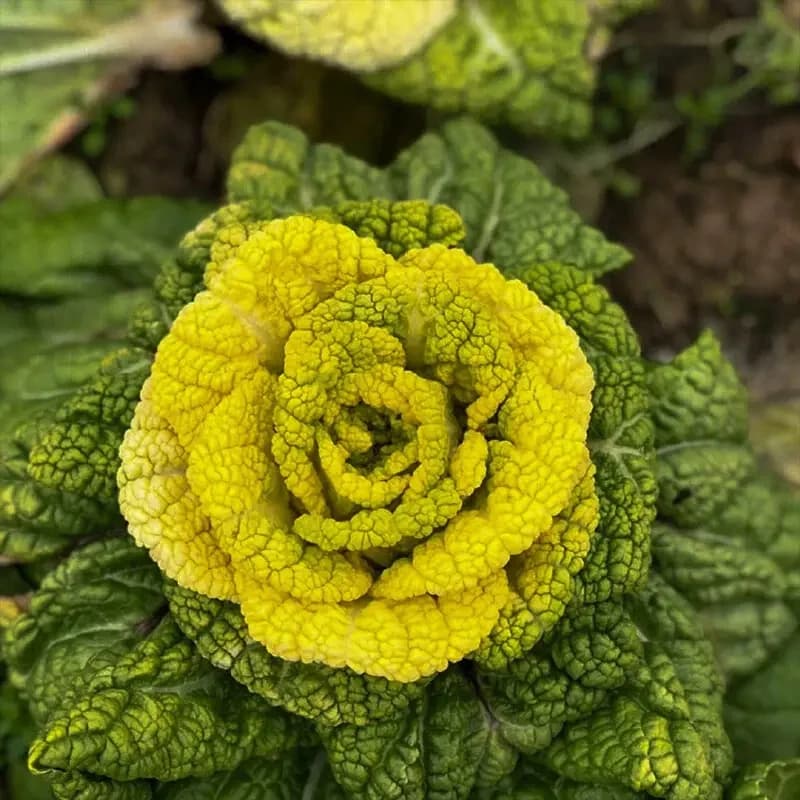 正宗黄心乌耐寒耐新鲜黄心乌塌菜正宗心四季蔬菜秋冬季阳台 - 缩略图2