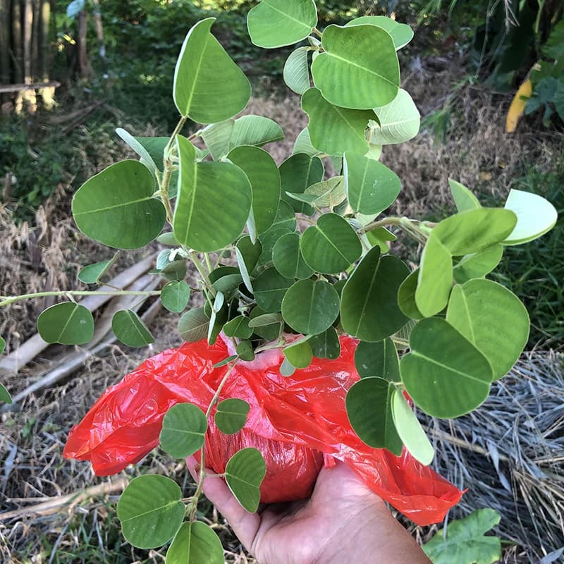 广西农村正宗金钱草药用金钱草苗绿植 药材苗盆栽菜苗 带土发货 - 缩略图3