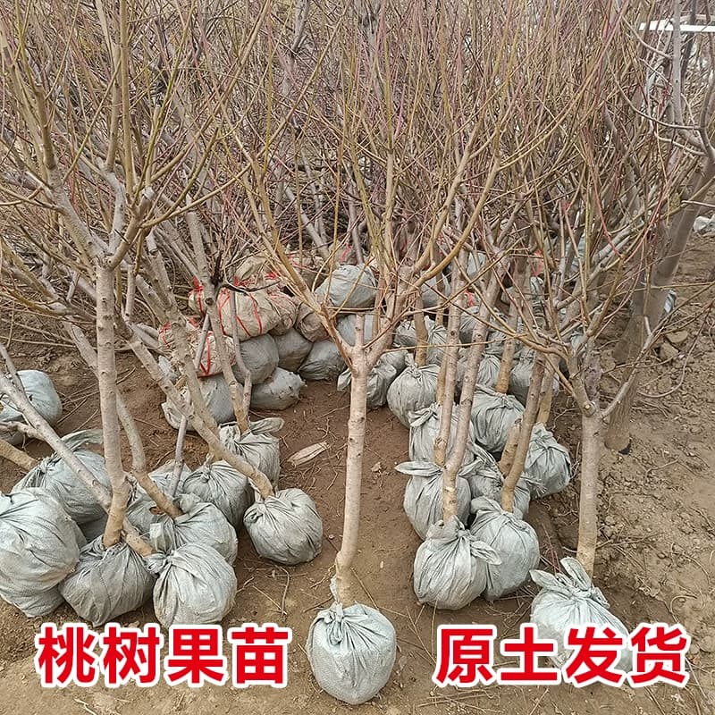 大桃树果苗黄桃水蜜桃冬桃红油桃树南北方种植当年结果嫁接桃子苗 - 缩略图2