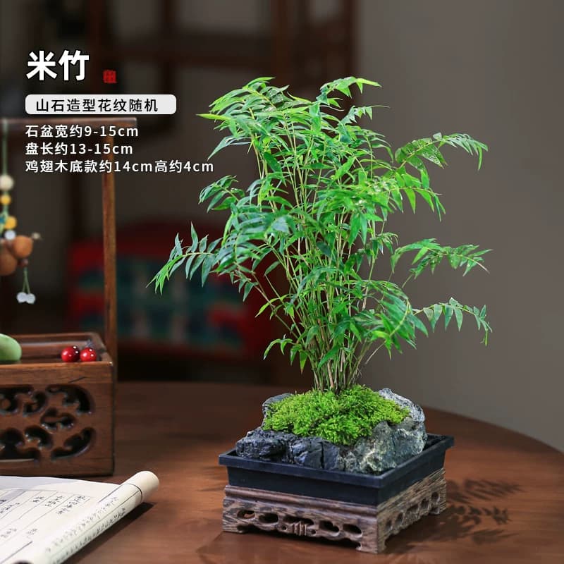 竹子室内盆栽米竹水培植物附石假山造景茶室禅意绿植吸水石盆景 - 缩略图2
