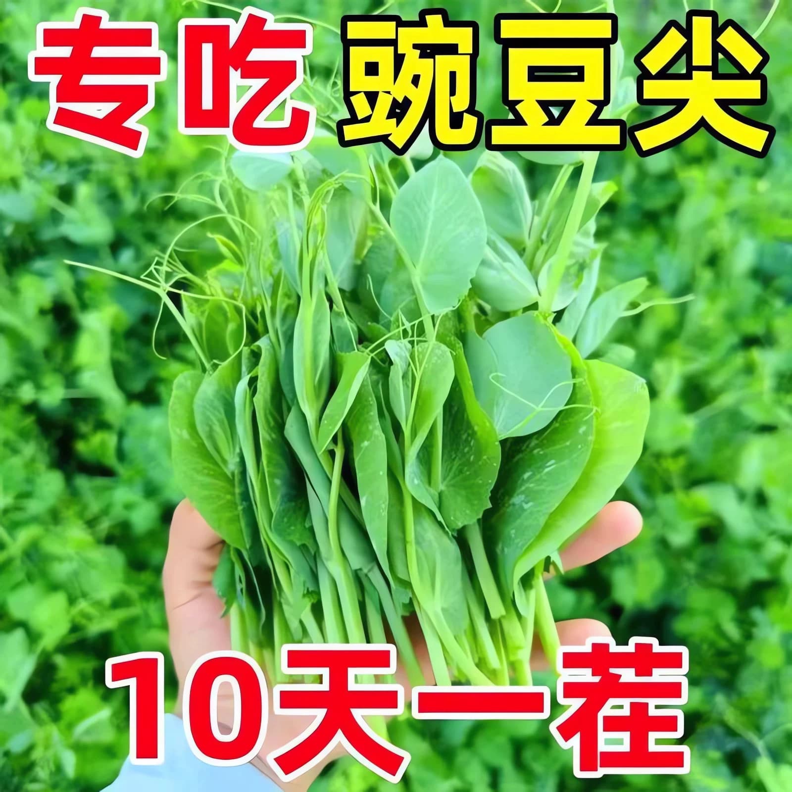 大叶无须豌豆苗种子豌豆尖吃苗四季阳台盆栽芽苗菜秋冬季蔬菜种子 - 缩略图2