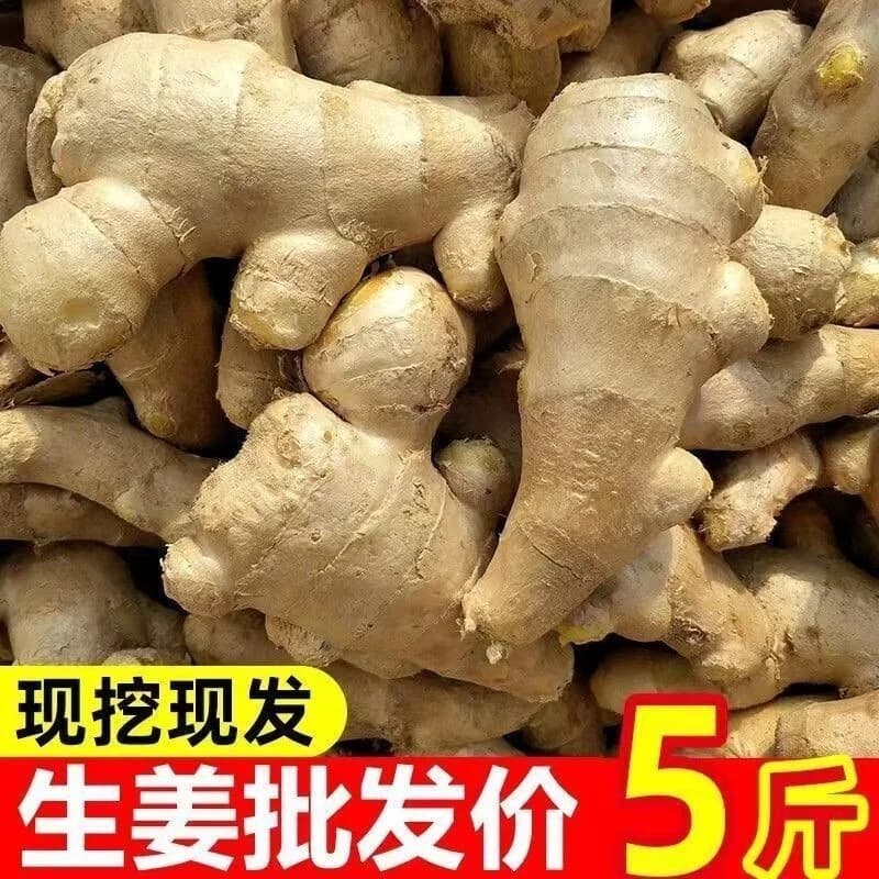 山东大姜生姜新鲜老姜黄姜风干月子姜食用泡脚洗发大姜块批发正宗 - 缩略图5