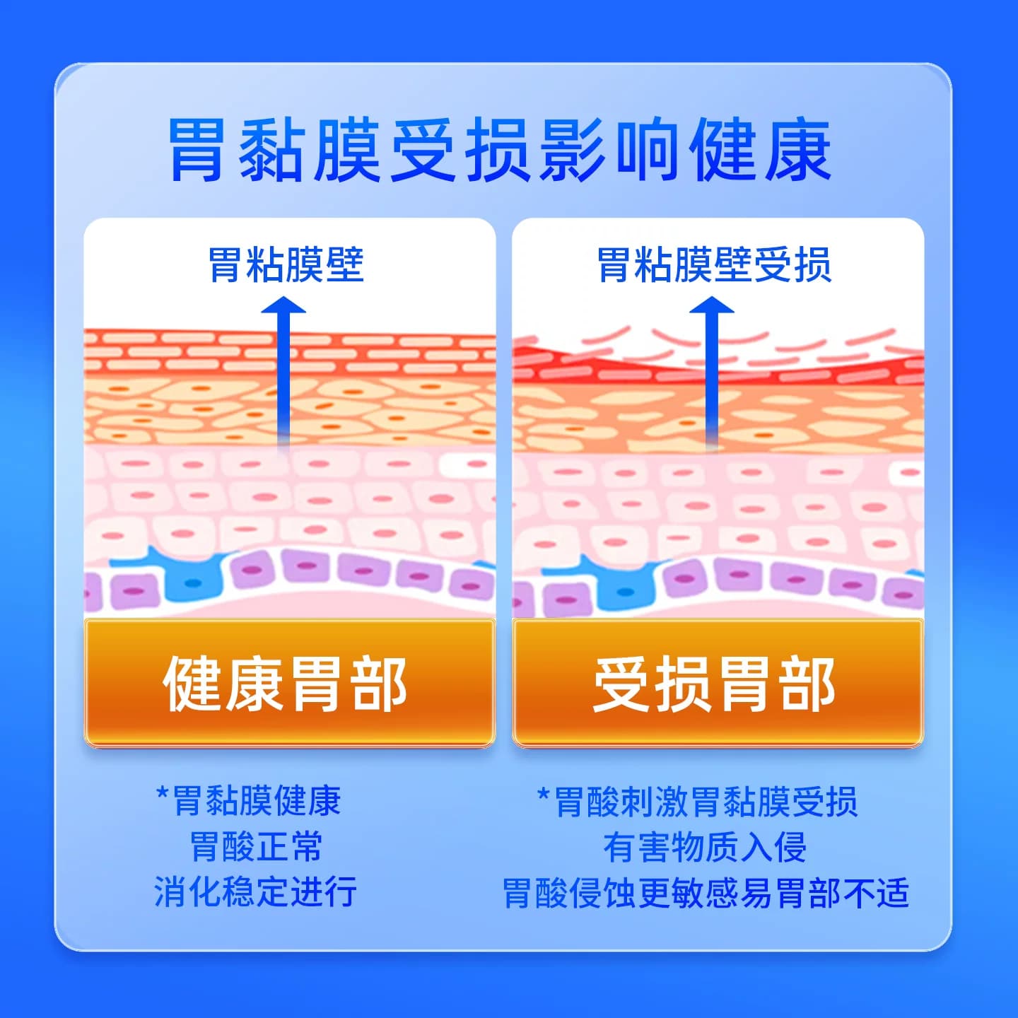 黄金搭档蒲公英党参片辅助保护胃粘膜成人胃部调理保健官方正品 - 缩略图2
