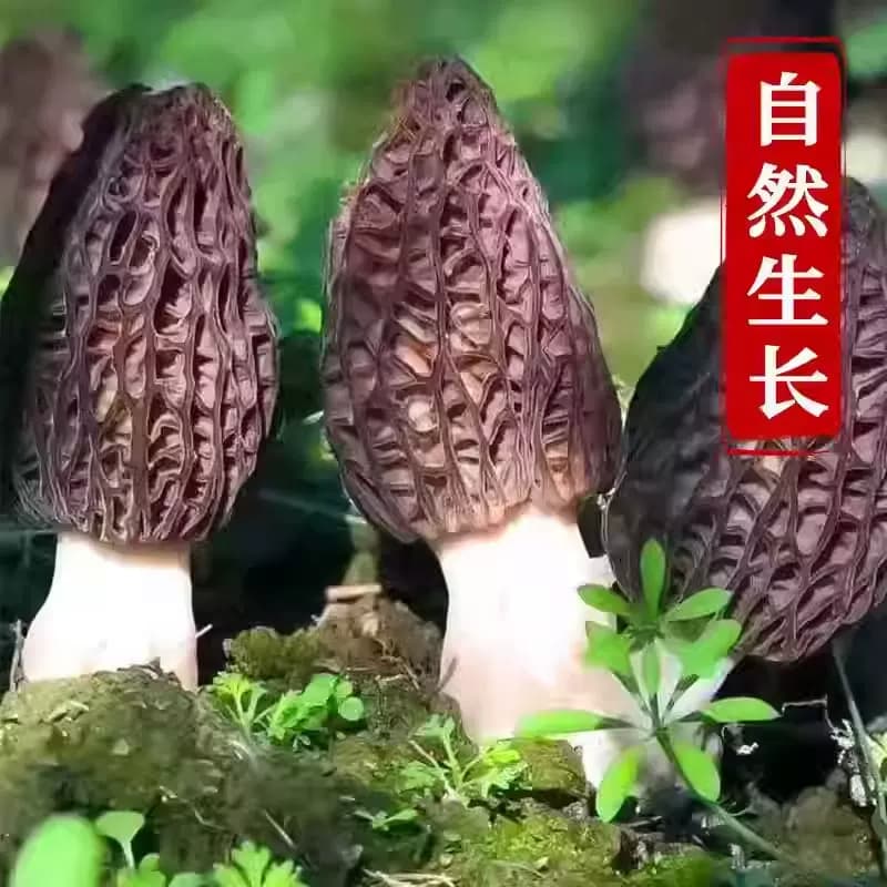 头茬羊肚菌9-13根袋装新鲜干货煲汤食材古田特产级羊肚菌食用菌菇 - 缩略图3